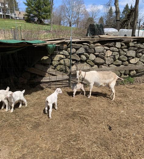 goat farms in massachusetts