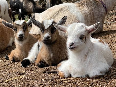 goat farms in michigan