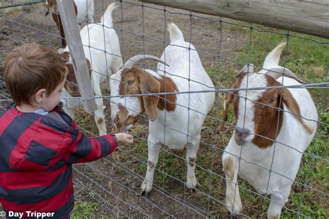 goat farms in minnesota