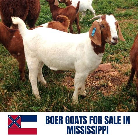 goat farms in mississippi