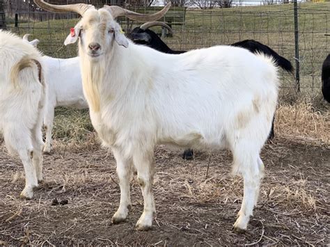 goat farms in missouri