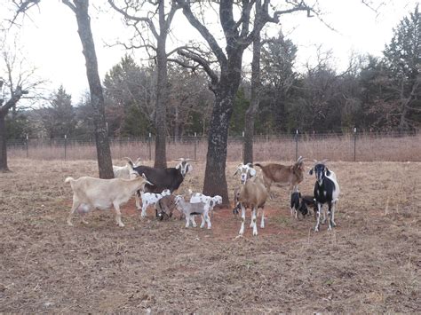 goat farms in oklahoma