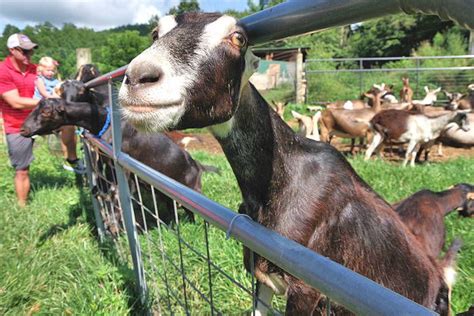 goat farms in tn