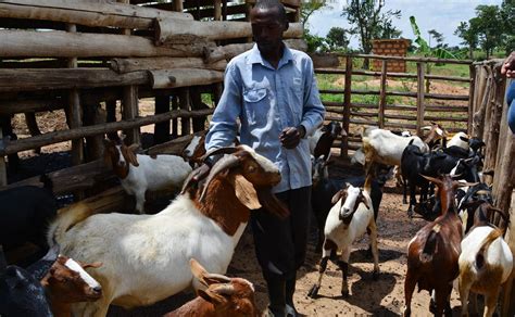 goat farms in uganda