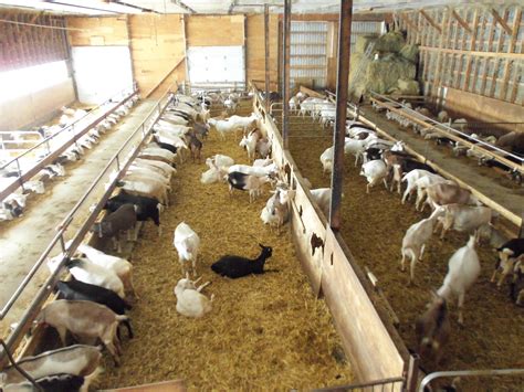 goat farms in usa