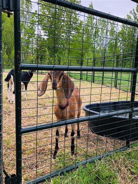 goat fence for sale near me cheap
