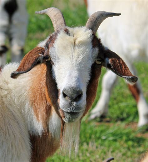 goat from the front