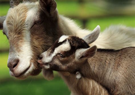 goat having a baby