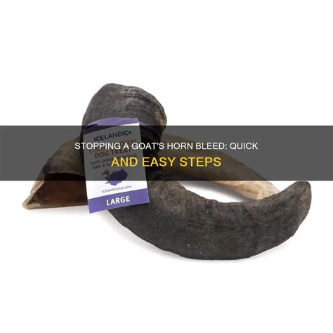 Goat Horns Bleeding
