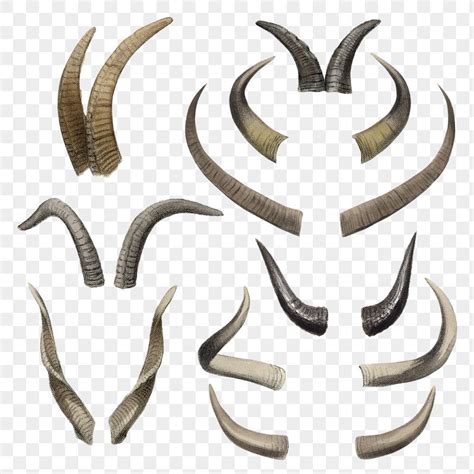 goat horns transparent border