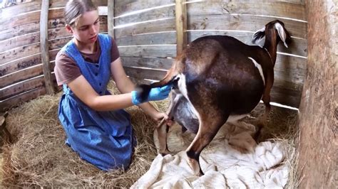 goat in labor not progressing
