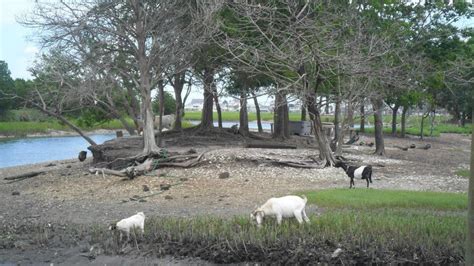 goat island murrells inlet sc