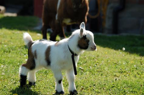 goat kids for sale