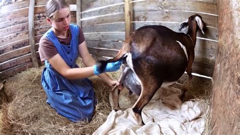 goat labor and delivery