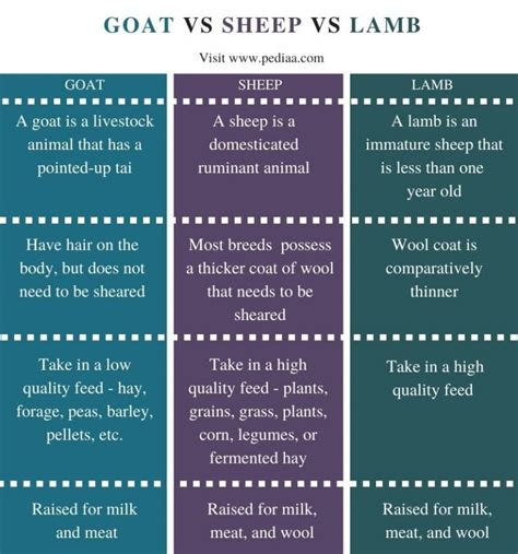 Goat Lamb And Sheep Difference