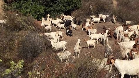goat land clearing near me cost