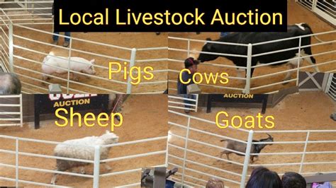 goat livestock auction near me