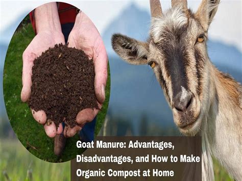 goat manure