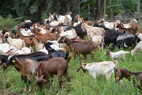 goat market near me