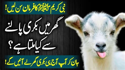 goat meaning in urdu