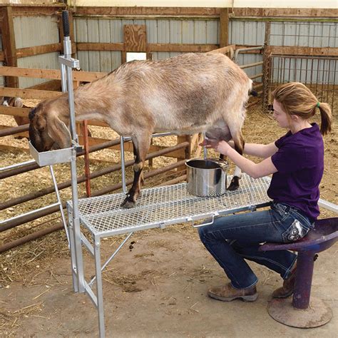 goat milking stand