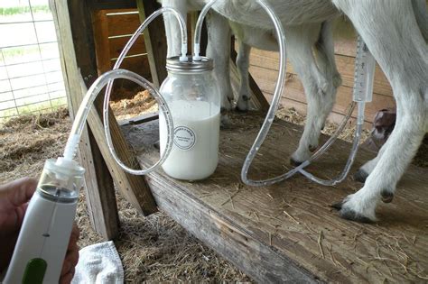 goat milking supplies for sale
