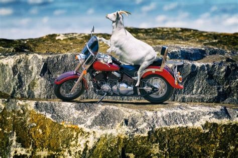goat on a motorcycle