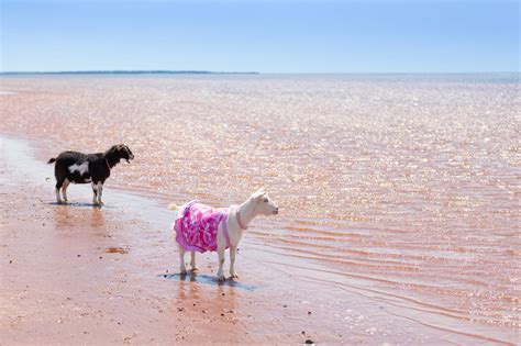 goat on the beach