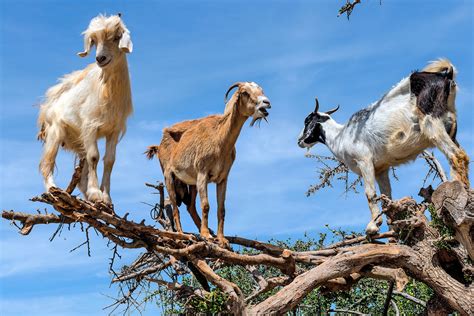 goat on the tree