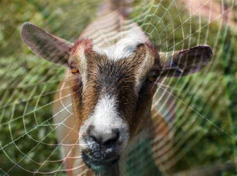 goat on the web