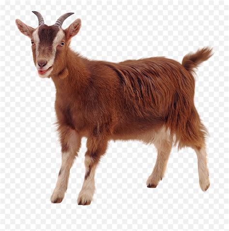 goat picture no background