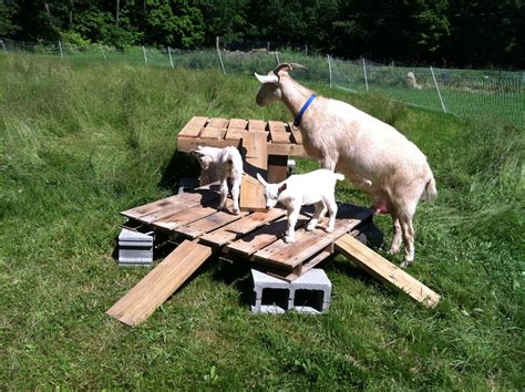 goat play area ideas