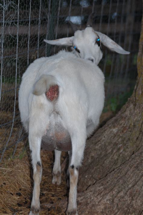 goat pregnancy stages pictures
