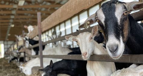 goat price in kenya