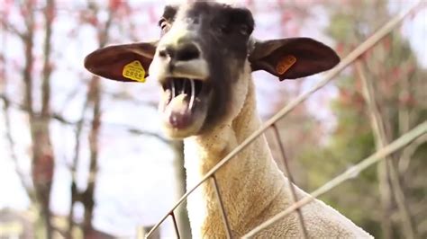 goat screaming meme youtube