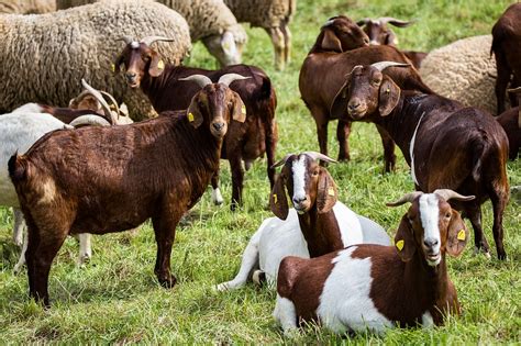 goat sheep cow meeting