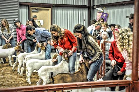 goat show in texas