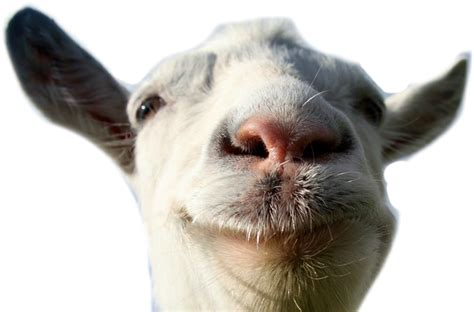 goat simulator goat png