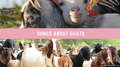 goat song lyrics meaning