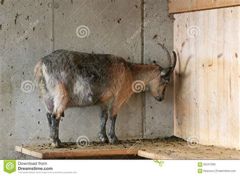 goat standing with head against wall
