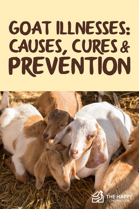 goat symptoms and treatments