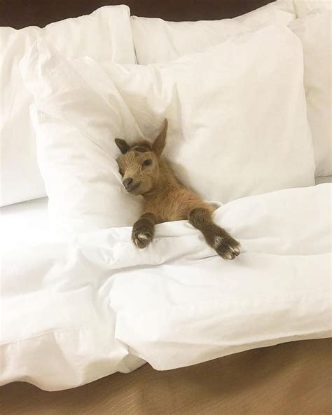 goat to bed abc