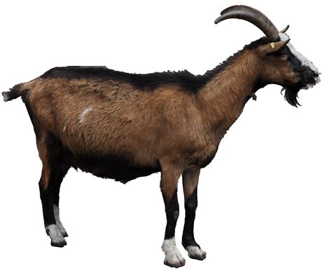 goat transparent png background