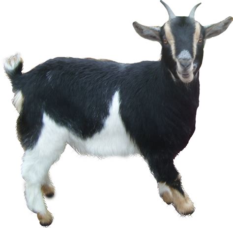 goat transparent png icon