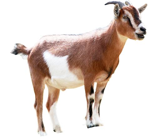 goat with transparent background