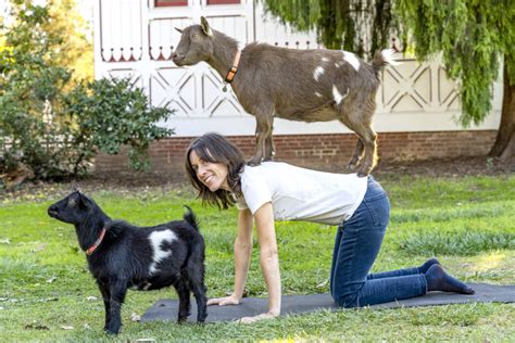 goat yoga chicago arboretum