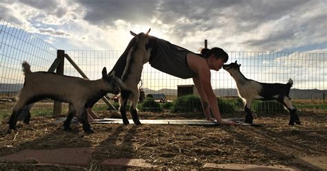 goat yoga fort collins