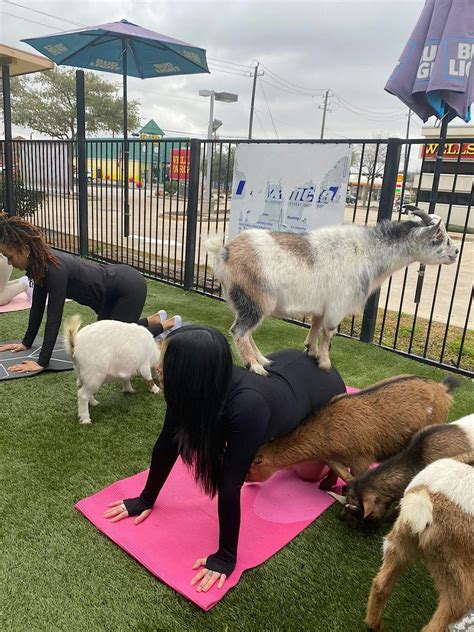 goat yoga houston