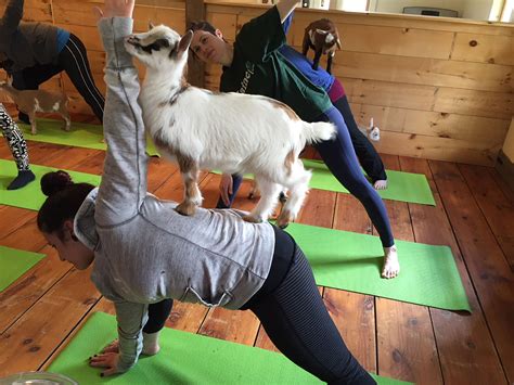 goat yoga images