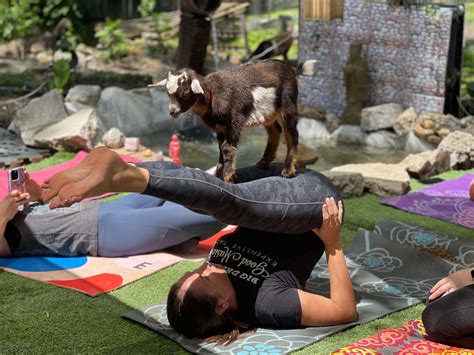 goat yoga in atlanta